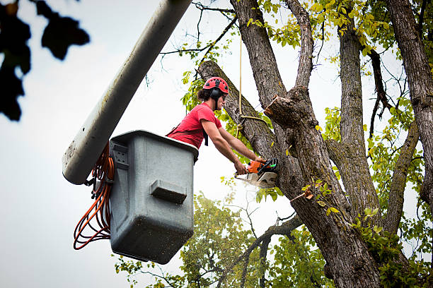 Best Residential Tree Removal  in Crouch Mesa, NM